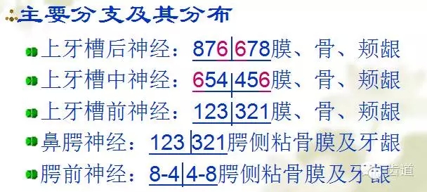 牙医基础知识：口腔颌面部应用解剖生理