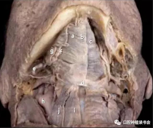 与骨增量相关的下颌区域解剖标志（1）