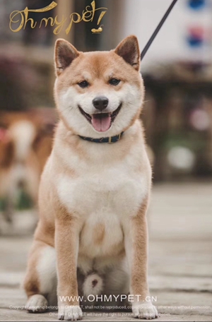 小狗图片
