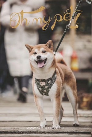 小狗图片