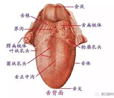 口腔科相关解剖图