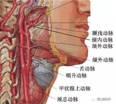 口腔科相关解剖图