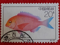 金鱼