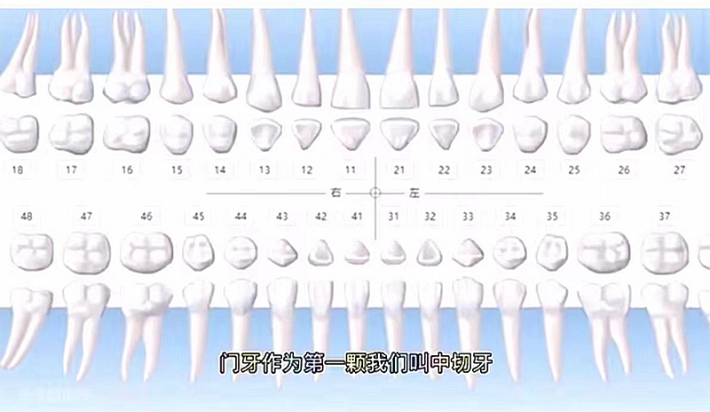 牙齿方位图