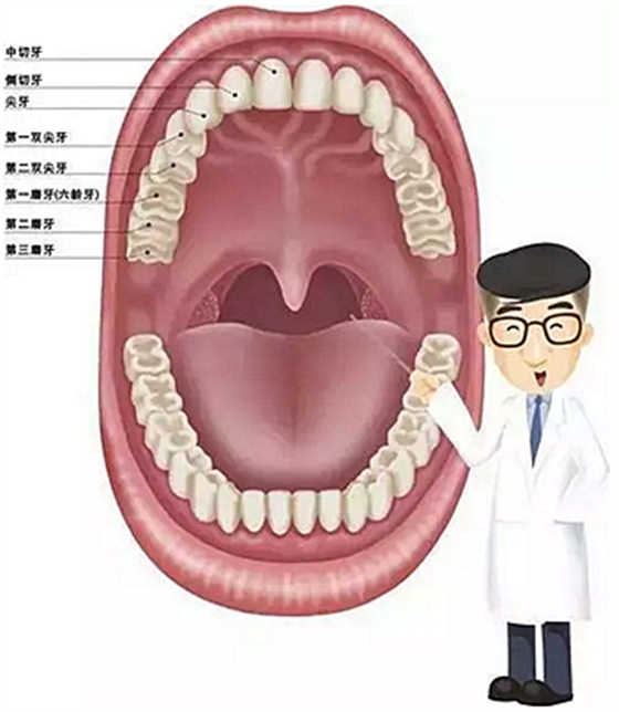窝沟封闭