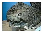 走进牙齿的故事，诉说千年的演变